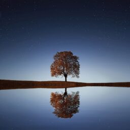 reflection-tree